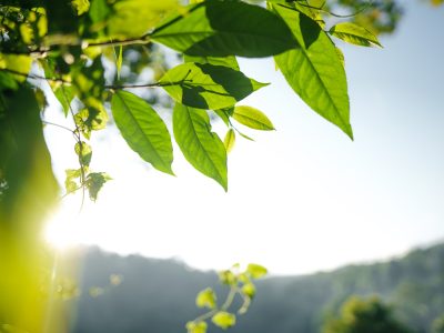 Nature background,leaf grass and green trees background